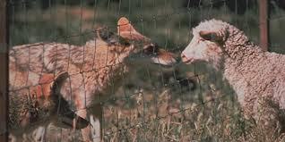 Coyote problems continue for local farmers