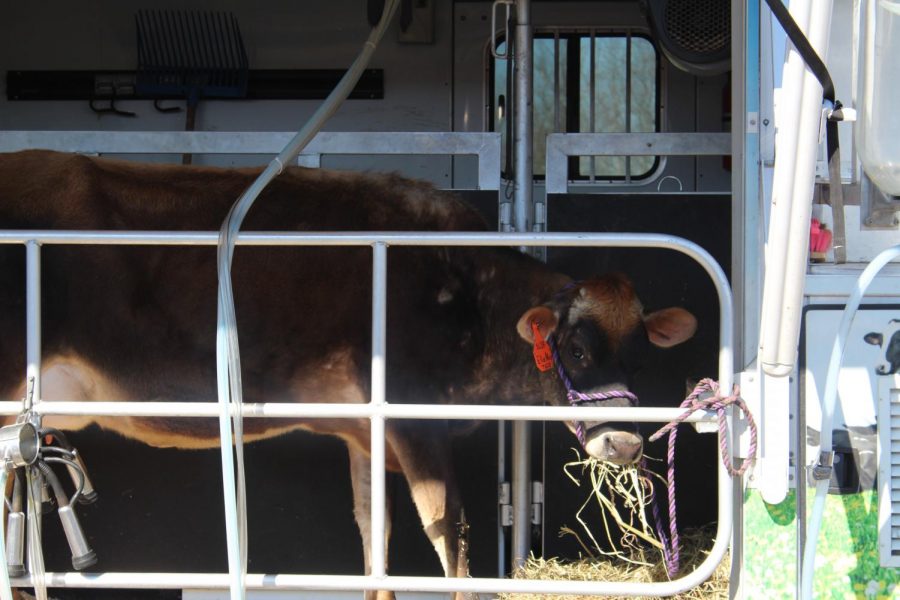 Mobile Dairy Classroom (moo)ving to different schools