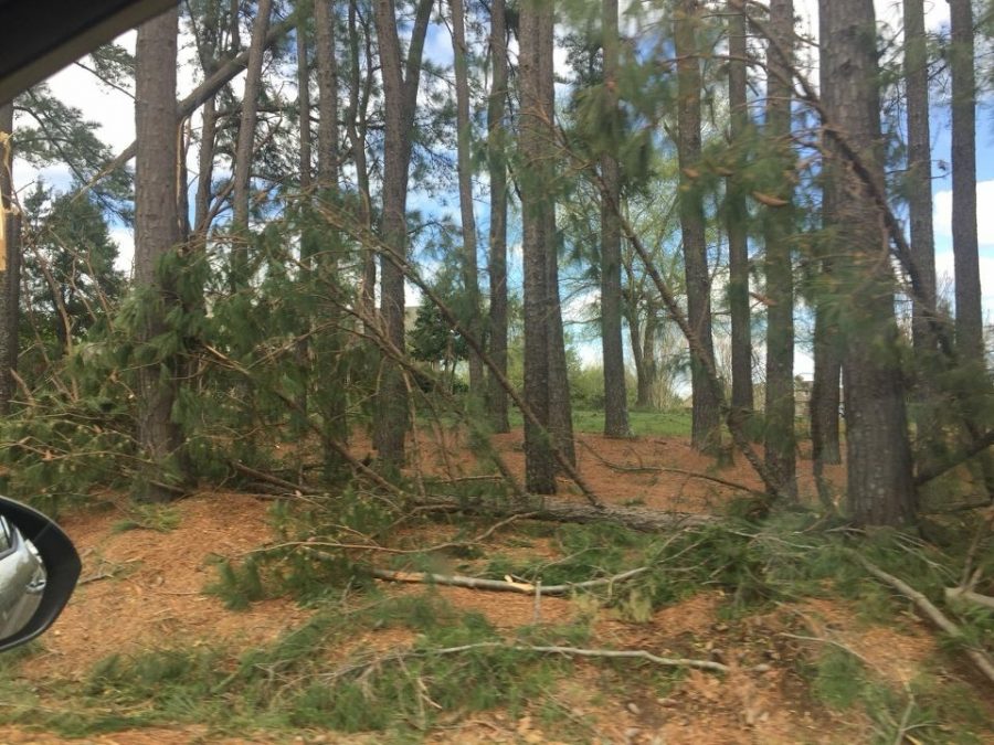 Trees on the right side of Golf Club Road,  outside of the Pittwood neighborhood entrance. 