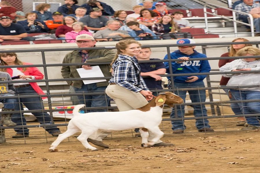 Students participate in Pittsylvania-Caswell Youth Junior Livestock Show and Sale