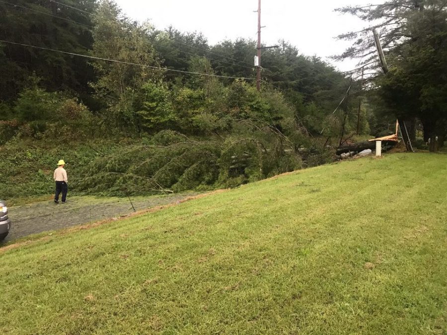 Workers observing fallen tree on Inman Road