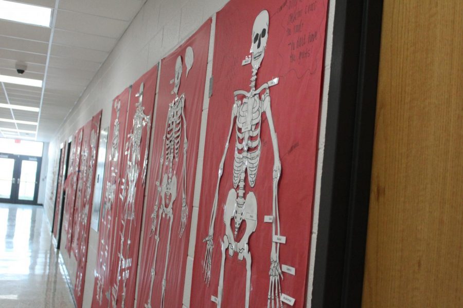 Mrs. Elizabeth Kirby’s Anatomy class learned about human skeletons and skin cells by making physical representations that now hang in the hallway. 