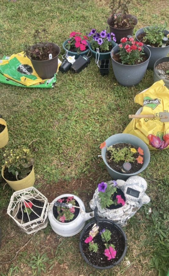 Shining sunlight on the plant moms of Tunstall