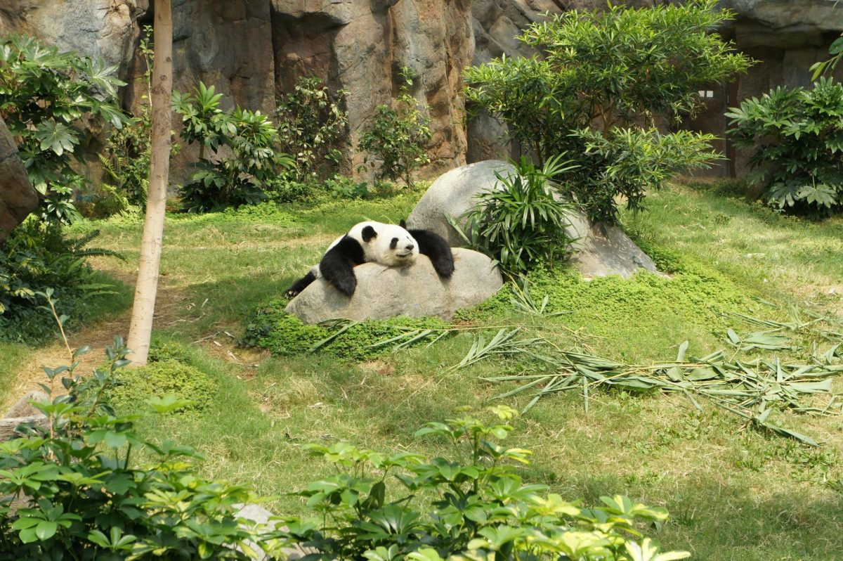 Protecting the pandas